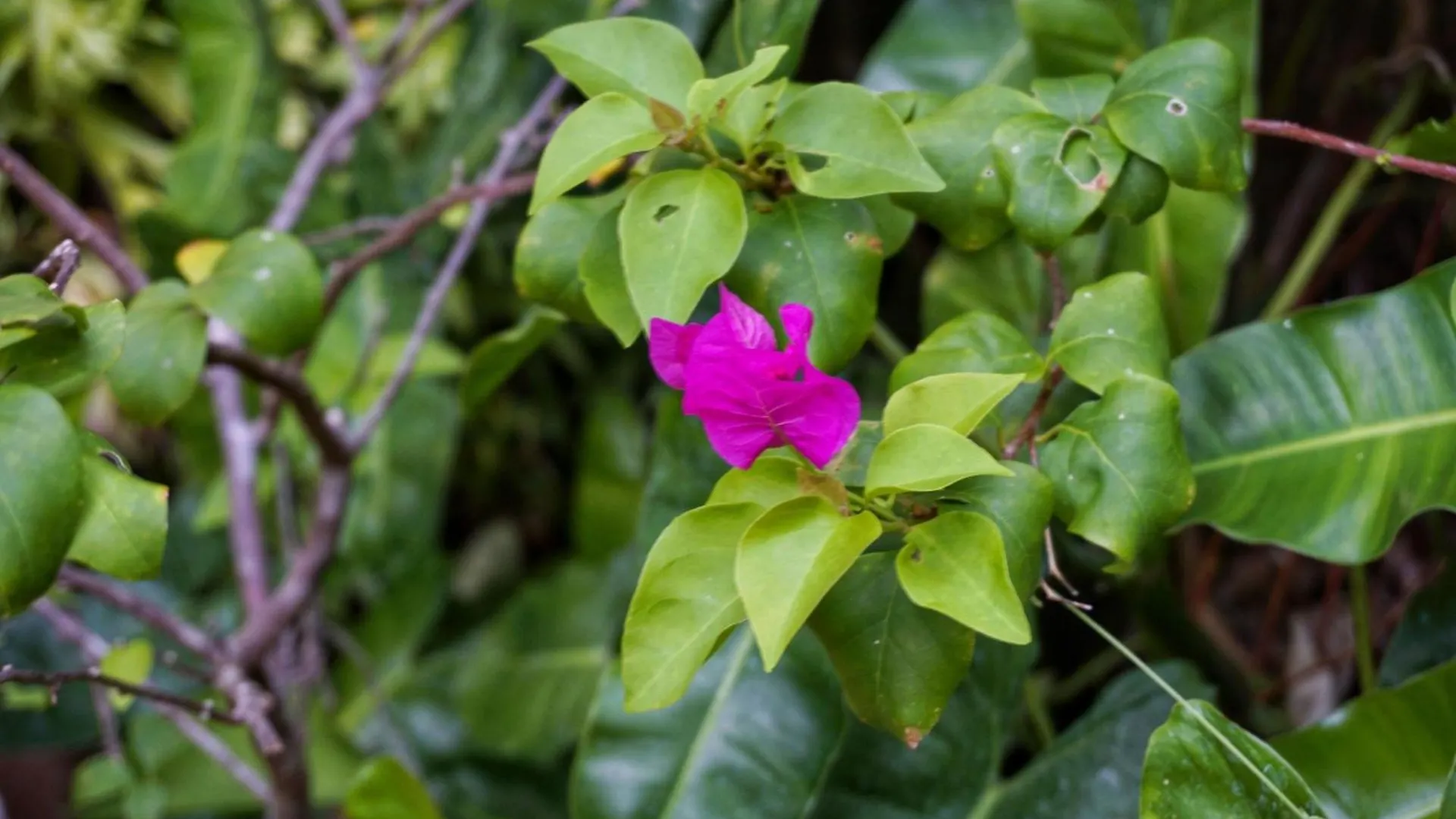 Sunrise Villa Pidurangala Sigiriya Bed & Breakfast